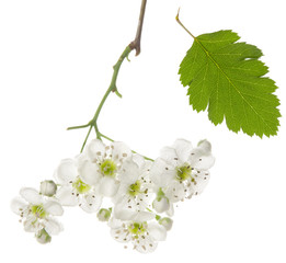 Isolated hawthorn flower. Whitethorn spring flowers bunch on branch and one green leaf on white background. Herbal medicine plant