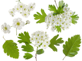 Hawthorn spring flowers bunch and green leaf isolated on white background. Set for herbal medicine and honey plant