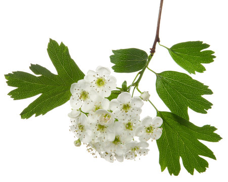 Isolated hawthorn flower, whitethorn inflorescence on branch with green leaves on white background. Herbal medicine plant