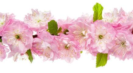 Almond flower isolated. Tree branch with pink flowers and green leaves on a white background, close-up