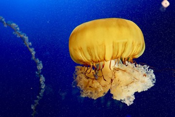 Jellyfish