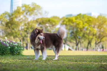 Naklejka na ściany i meble Alaskan dog on the grass in the park