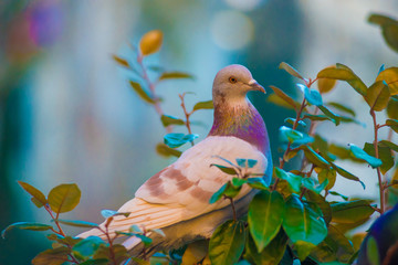 Pigeon in the Tourists destination Barcelona, Spain. Barcelona is known as an Artistic city located in the east coast of Spain..