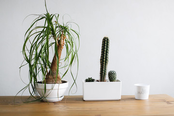 Beaucarnea (Nolina) in a white pot on table