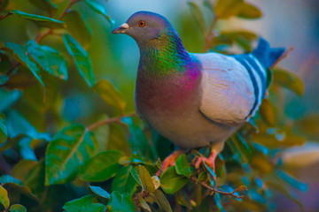 Pigeon in the Tourists destination Barcelona, Spain. Barcelona is known as an Artistic city located in the east coast of Spain..