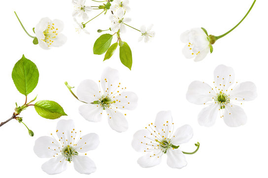 Cherry flower isolated on white background. Set of spring blooming cherry blossom, branch and green leaves, close-up