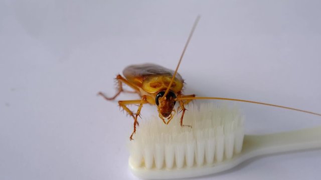 big male cockroach brown color finding food on toothbrush