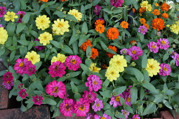 Obraz na płótnie Canvas Various colourful tiny flowers on small plots