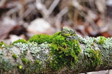 moss on tree