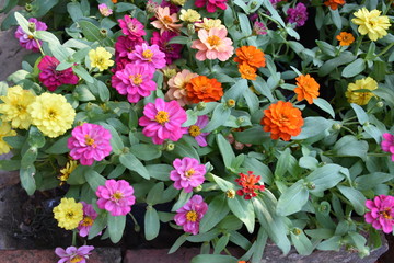 Fototapeta na wymiar Various colourful tiny flowers on small plots