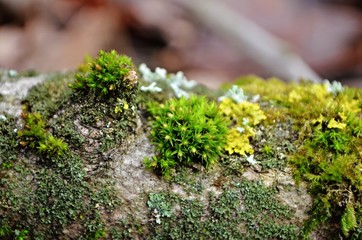 moss on the wall