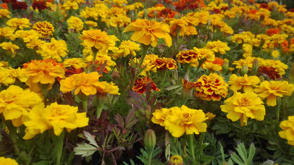 Side view of Yello and Red Marigolds