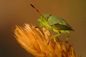 Grüne Stinkwanze Palomena prasina