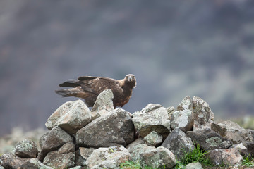 Golden eagle at Madzharovo, Rhodope mountains, Bulgaria.