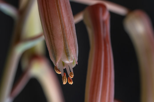 Aloe inflorescence close-up on a black background-aloe aristata. Stamens are visible.