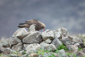 Golden eagle feeding with fresh meat at Madzharovo, Rhodope mountains, Bulgaria.
