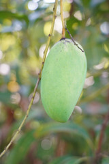 Mango (scientific name: Mangifera Indica) is native to India. Is a medium shrub Flowering in a bouquet of flowers at the end of a small branch, white, light green The result is yellow.