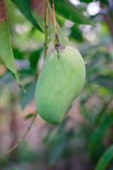 Mango (scientific name: Mangifera Indica) is native to India. Is a medium shrub Flowering in a bouquet of flowers at the end of a small branch, white, light green The result is yellow.