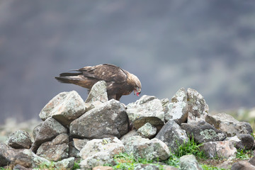 Golden eagle feeding with fresh meat at Madzharovo, Rhodope mountains, Bulgaria.