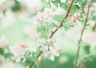 blooming Apple tree branch in the garden