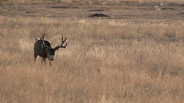 A Large Mule Deer Buck Eating in a Farm Field on a Fall Morning