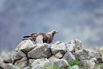 Golden eagle at Madzharovo, Rhodope mountains, Bulgaria.