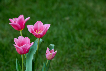 Pink tulips in garden background