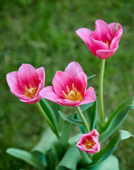 Obraz na płótnie Canvas Pink tulips in garden background