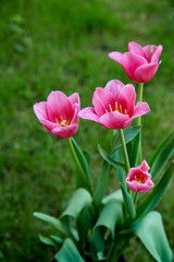 Pink tulips in garden background