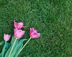 Top view pink tulips on grass
