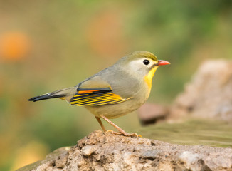 Red billed leiothrix, Leiothrix lutea, Sattal, Nainital, Uttarakhand, India