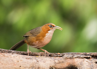 Fototapeta premium Rusty cheeked scimitar babbler, Pomatorhinus erythrogenys, Sattal, Nainital, Uttarakhand, India