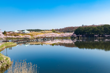 Fototapeta na wymiar 宮城平筒沼ふれあい公園の浮橋と満開の桜並木