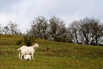Obraz premium goat in meadow feeding babies