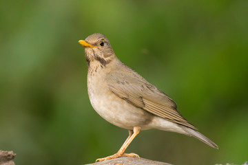 Tickell's thrush (Turdus unicolor) is a passerine bird in the thrush family Turdidae