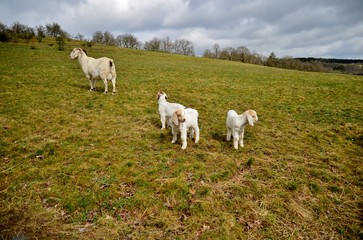 mother goat with three babies in meadow