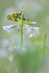 Aurorafalter Anthocaris cardamines