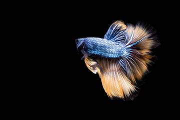 Obraz premium The Moving Moment of Blue Grey Gold Metallic Half Moon Betta Splendens or Siamese Fighting Fish on Black Background