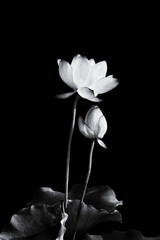 Fleur de lotus qui fleurit en noir et blanc.