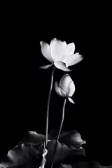 Crédence de cuisine en verre imprimé Noir et blanc Fleur de lotus qui fleurit en noir et blanc.