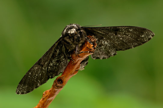 Birkenspanner Biston betularia