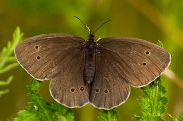 Obraz premium Brauner Waldvogel Aphantopus hyperantus