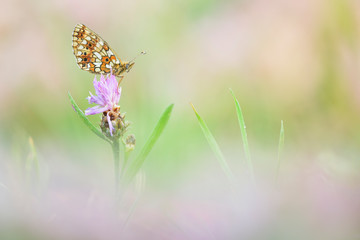 Braunfleckiger Perlmutterfalter Boloria selene