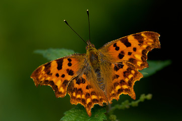 C-Falter Polygonia c album