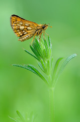 Gelbwürfeliger Dickkopffalter Carterocephalus palaemon