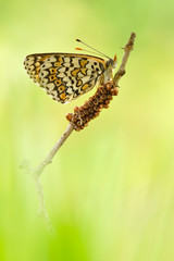 Gemeiner Scheckenfalter Melitaea cinxia