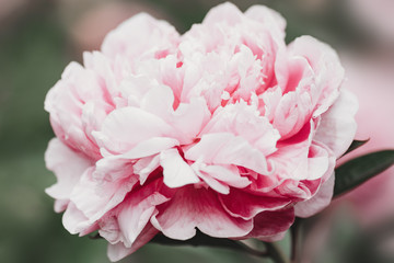 Fototapeta premium Huge peony. Close-up of flowers pink peonies. Peonies close-up. Beautiful peony flower for catalog or online store. Floral shop concept. Shallow depth of field. Pink peony flower field. 