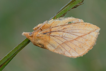 Grasglucke Euthrix potatoria