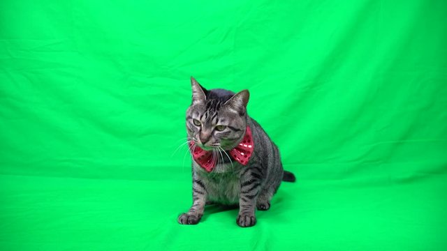 蝶ネクタイをした猫（グリーンバック）