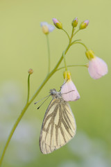 Großes Ochsenauge Maniola jurtina